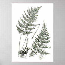 Sage Grönt Fern print no. 10 Botanical Wall Art Poster