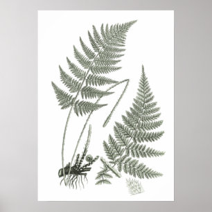Sage Grönt Fern print no. 10 Botanical Wall Art Poster