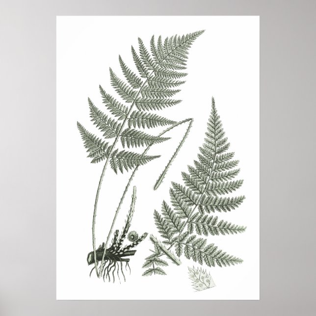 Sage Grönt Fern print no. 10 Botanical Wall Art Poster (Framsidan)