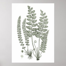 Sage Grönt Fern Skriv ut nr 12 botaniskt väggdekal Poster