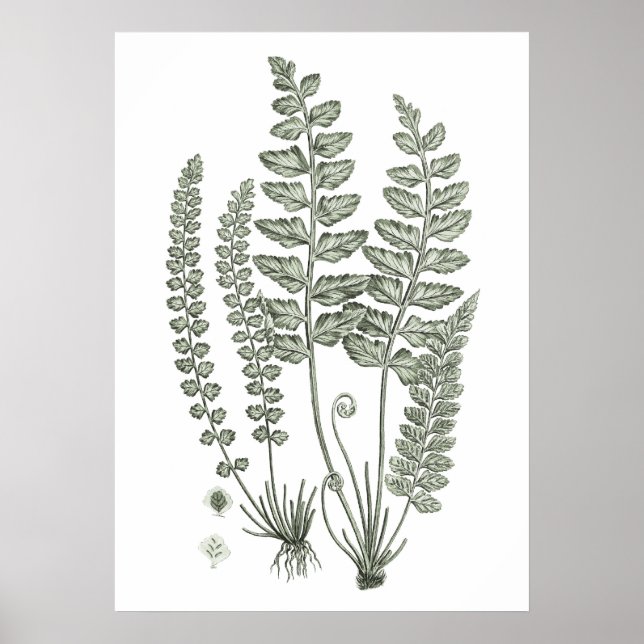 Sage Grönt Fern Skriv ut nr 12 botaniskt väggdekal Poster (Framsidan)