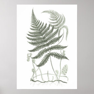 Sage Grönt Fern Skriv ut nr 9 Botaniskt väggkonst