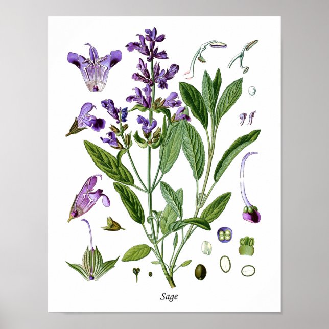 Sage Herb Botanical Kitchen Dining Wall Decor Poster (Framsidan)