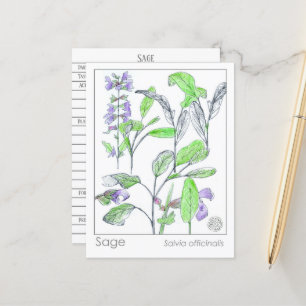 Sage Herb Materia Medica Cards Herbal Study Plants Vykort