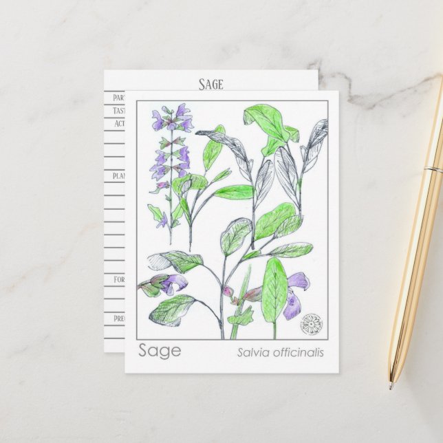 Sage Herb Materia Medica Cards Herbal Study Plants Vykort (Fram/Back In Situ)