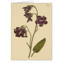 Sage Leaved Bellblomme Botanical Illustration