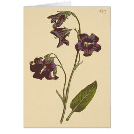 Sage Leaved Bellblomme Botanical Illustration Hälsningskort
