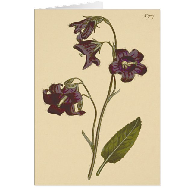 Sage Leaved Bellblomme Botanical Illustration Hälsningskort (Framsidan)