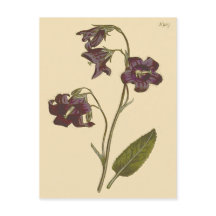 Sage Leaved Bellblomme Botanical Illustration