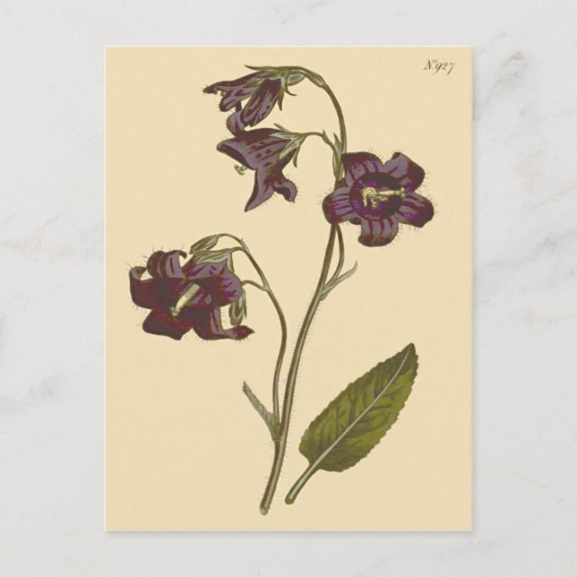 Sage Leaved Bellblomme Botanical Illustration Vykort (Framsida)