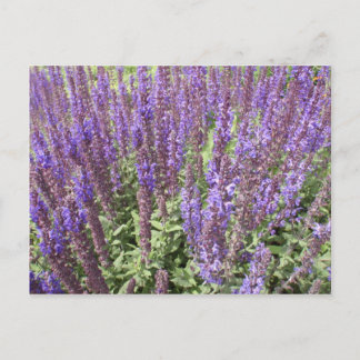 Sage Salvia Nemorosa Ostfriesland Vykort