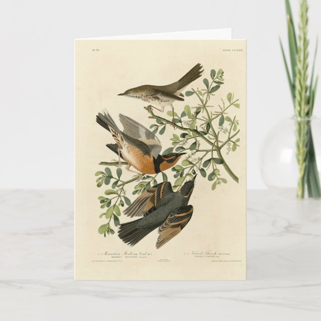 Sage Thrasher and Varied Thrusch, Audubon's Birds Kort (Framsida)