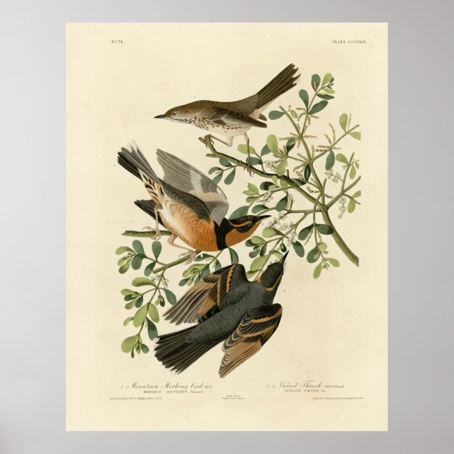 Sage Thrasher and Varied Thrusch, Audubon's Birds Poster (Framsidan)