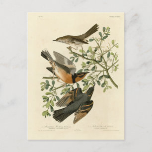 Sage Thrasher and Varied Thrusch, Audubon's Birds Vykort