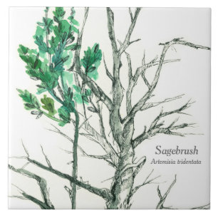 Sagebrush Botanical Plant Pen och Bläck Teckning Kakelplatta