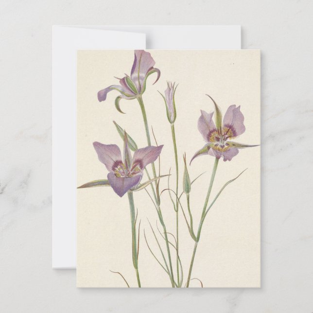 Sagebrush Mariposa av Mary Vaux Walcott Anteckningskort (Framsida)