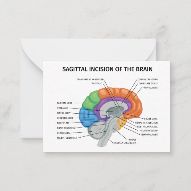 Sagittal Incision i hjärnan Anteckningskort (Framsida)