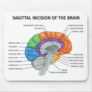 Sagittal Incision i hjärnan Musmatta