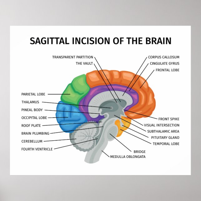 Sagittal Incision i hjärnan Poster (Framsidan)
