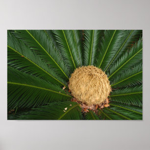 Sago Handflatan Canvas eller Poster