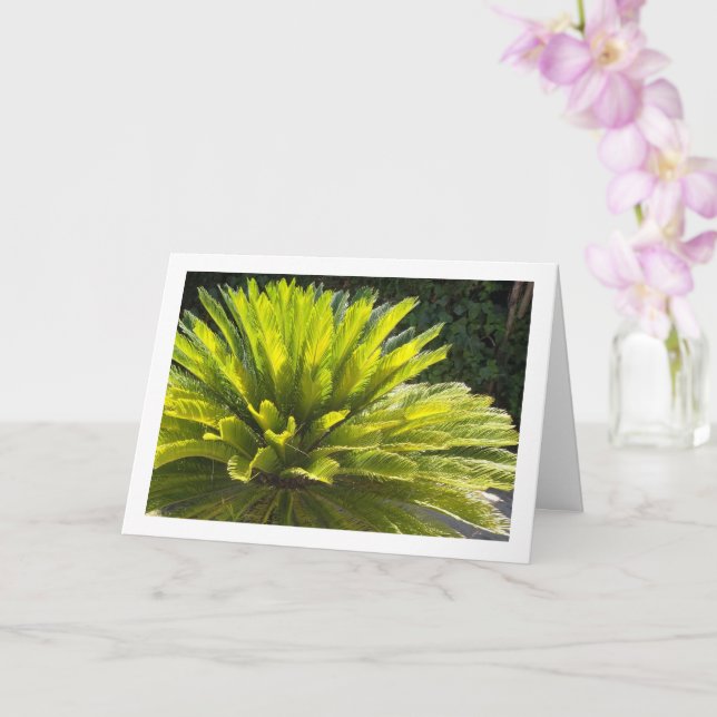 Sago Handflatan Plant Kort (Orkide)