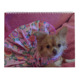 Sagolik kalender för chihuahua 2013