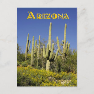 Saguaro cacti och gult vismblommor, Arizona Vykort