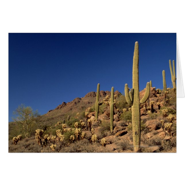 Saguaro cacti och Tucson Mountains, Tucson Hälsningskort (Framsidan Horizontal)