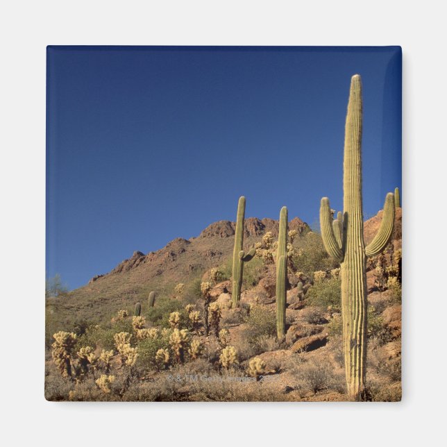 Saguaro cacti och Tucson Mountains, Tucson Magnet (Framsidan)