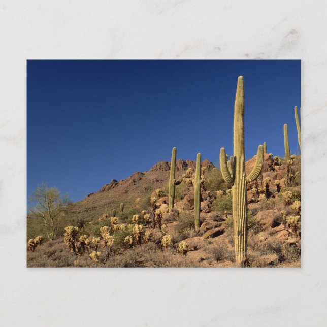 Saguaro cacti och Tucson Mountains, Tucson Vykort (Framsida)