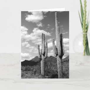 Saguaro Cacti Sonoran Desert Photo Greeting Card Kort