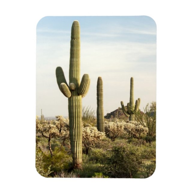 Saguaro Cactus, Arizona, USA Magnet (Vertikal)