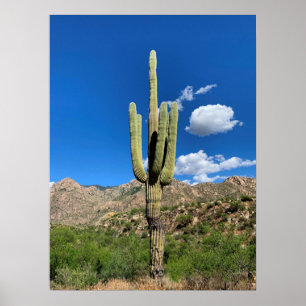 Saguaro Cactus Blå himmel Arizona Photo Poster