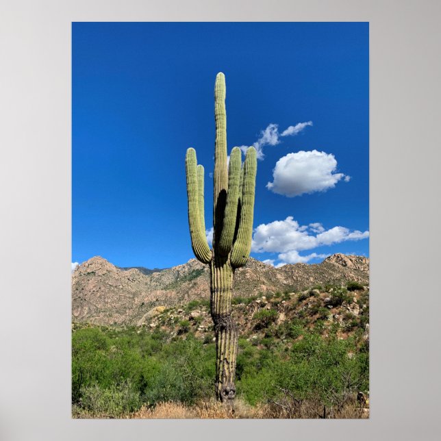 Saguaro Cactus Blå himmel Arizona Photo Poster (Framsidan)