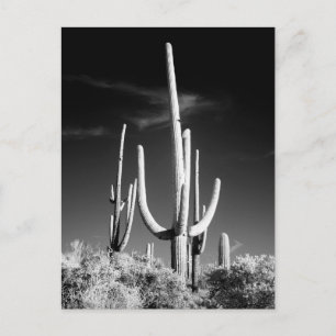Saguaro Cactus Black and White Photo Arizona Vykort