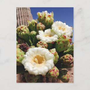 Saguaro Cactus Blommar - Arizona State Flower Vykort