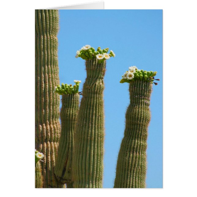 Saguaro Cactus Blommar Hälsningskort (Framsidan)