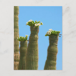 Saguaro Cactus Blommar Vykort