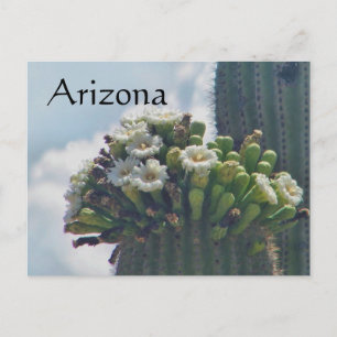 Saguaro cactus blooms postcard, Arizona Vykort