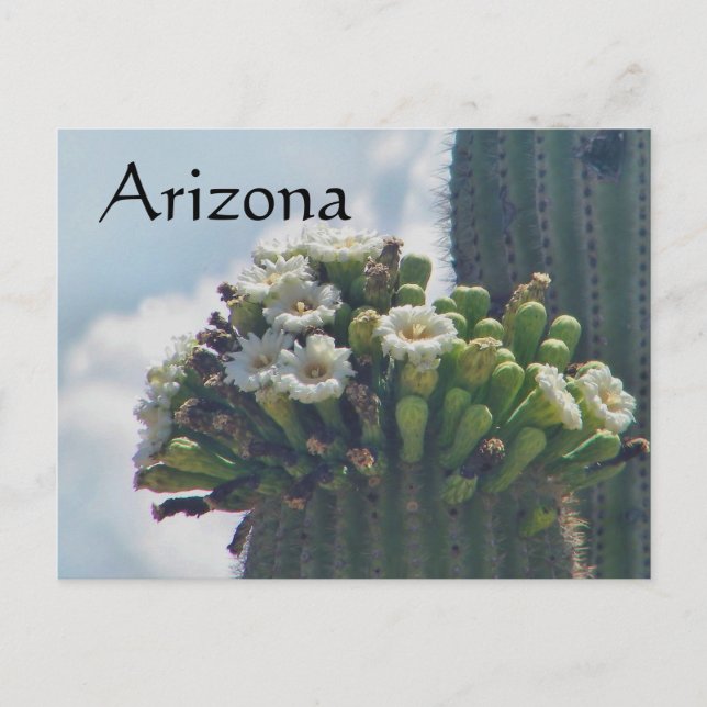 Saguaro cactus blooms postcard, Arizona Vykort (Framsida)
