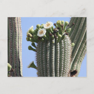 Saguaro Cactus Blooms vykort