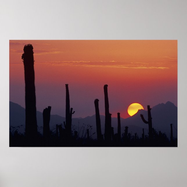 Saguaro Cactus Carnegiea gigantea), Sunset Poster (Framsidan)