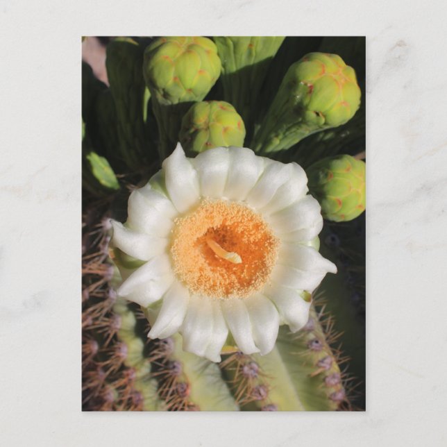 Saguaro Cactus Flower Vykort (Framsida)