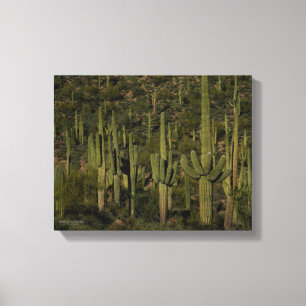 Saguaro Cactus Forest Sonoran Desert Arizona Canvastryck