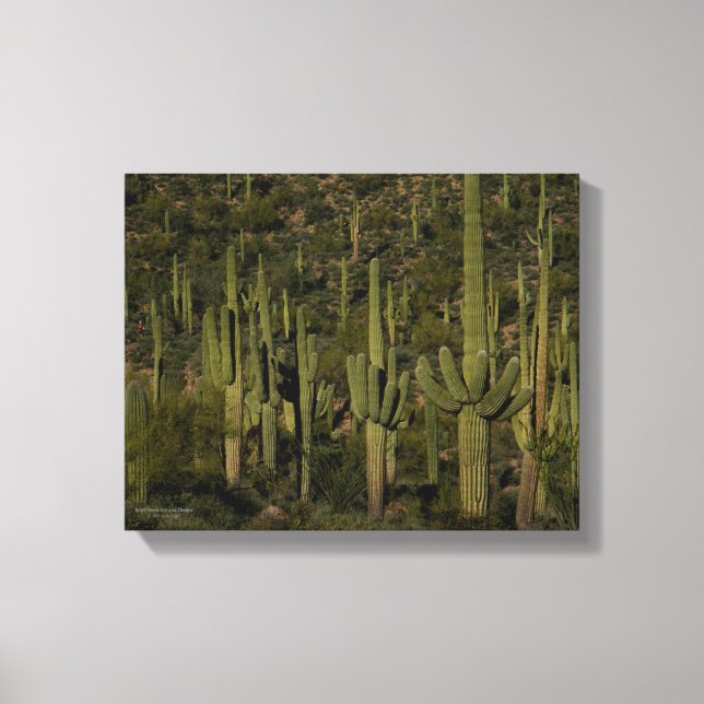Saguaro Cactus Forest Sonoran Desert Arizona Canvastryck (Framsida)