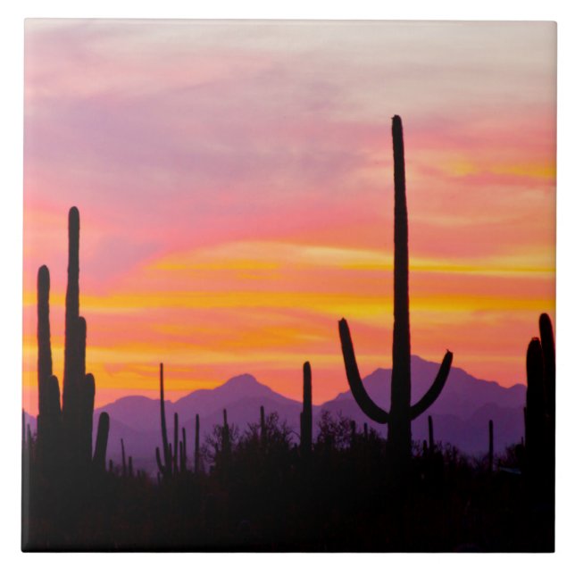 Saguaro Cactus Forest vid Sunset Kakelplatta (Framsidan)