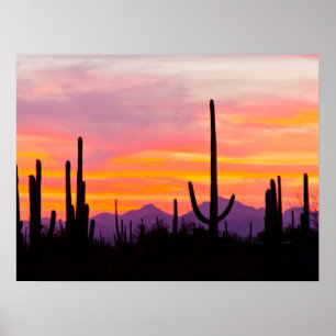 Saguaro Cactus Forest vid Sunset Poster