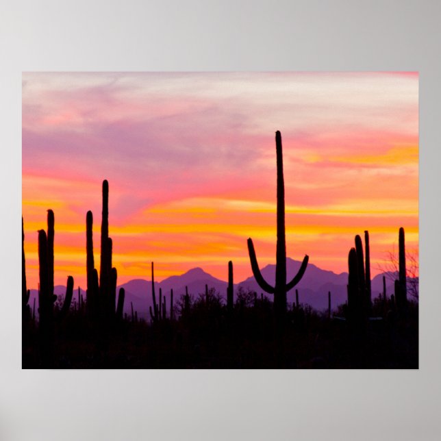 Saguaro Cactus Forest vid Sunset Poster (Framsidan)