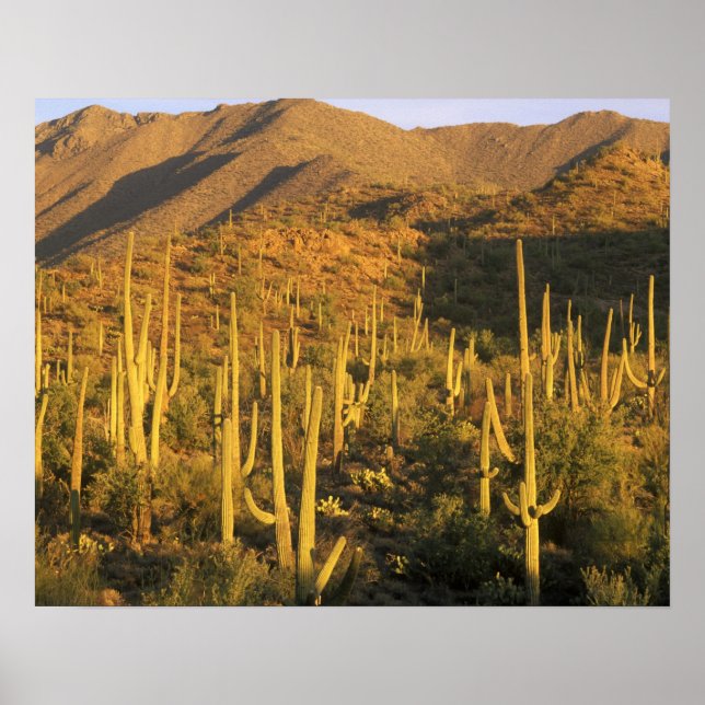 Saguaro cactus i Saguaro nationalpark nära Poster (Framsidan)