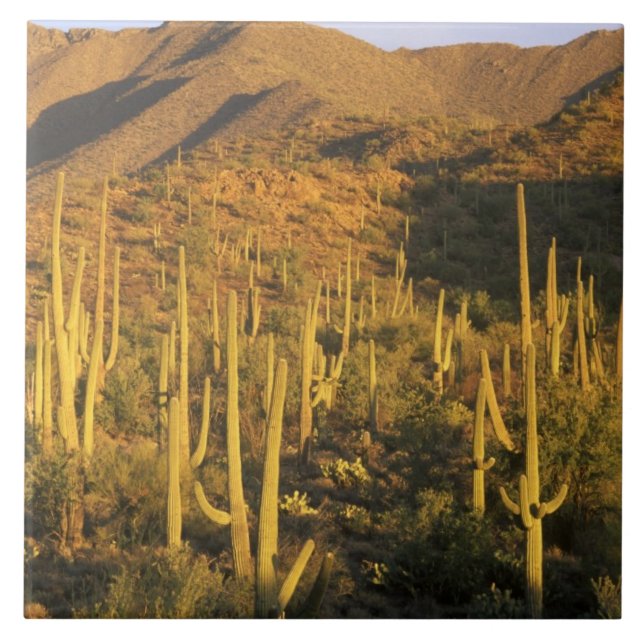 Saguaro cactus i Saguaros nationalpark nära Kakelplatta (Framsidan)